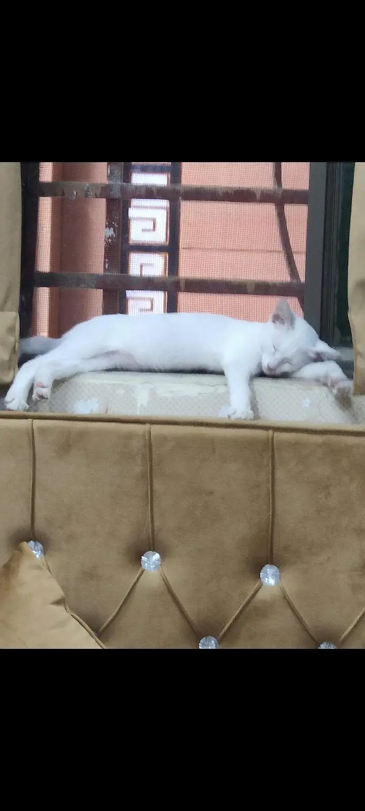 trained kitten — photo 4