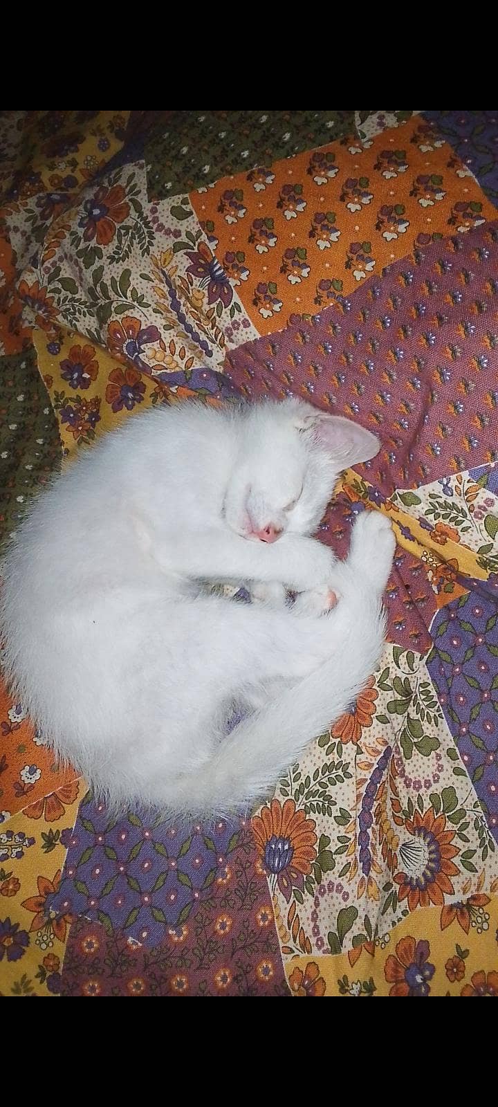 trained kitten 4