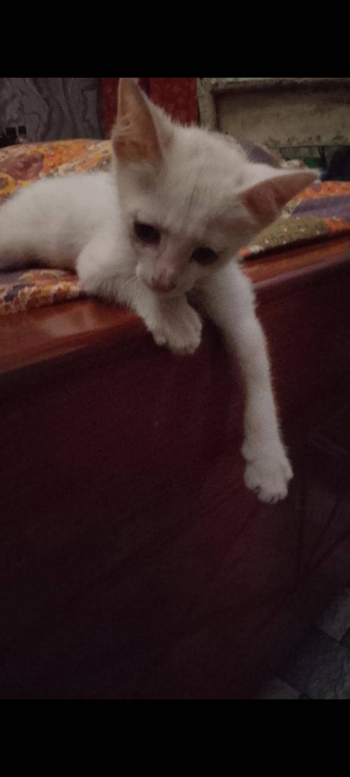 trained kitten 5