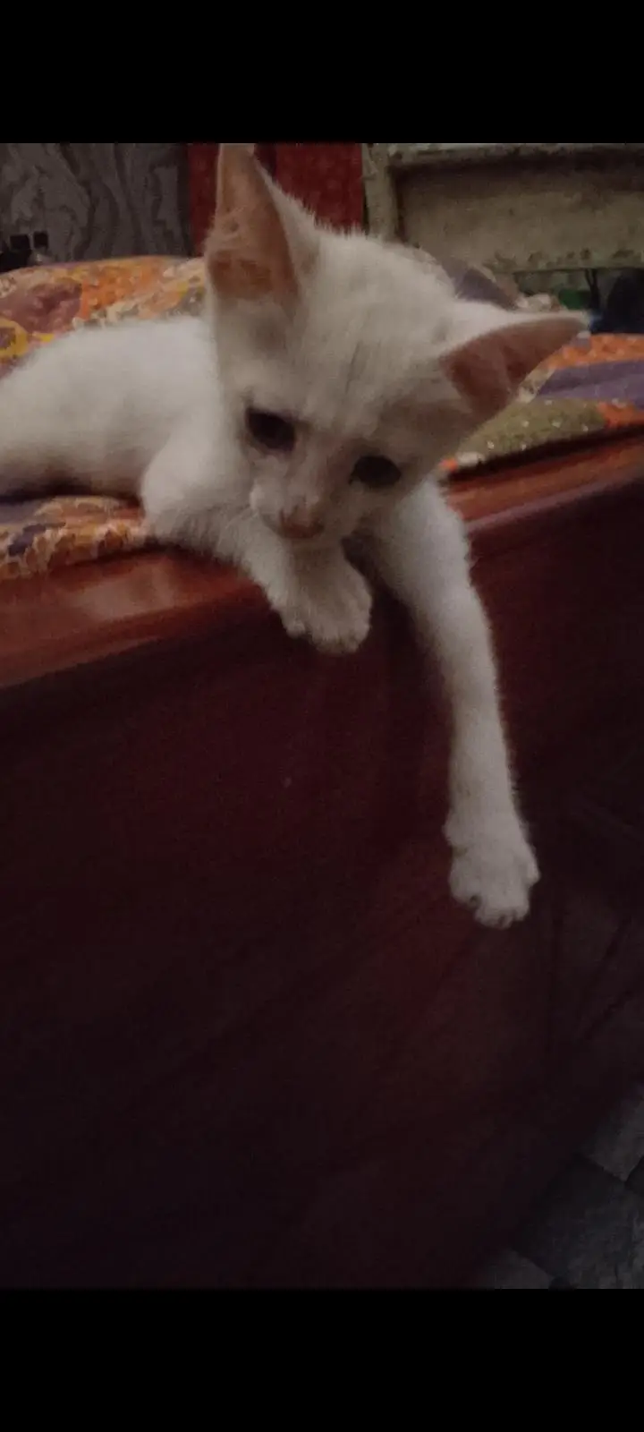 trained kitten — photo 6
