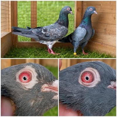 high flyer pigeon Whatsapp 03290705204