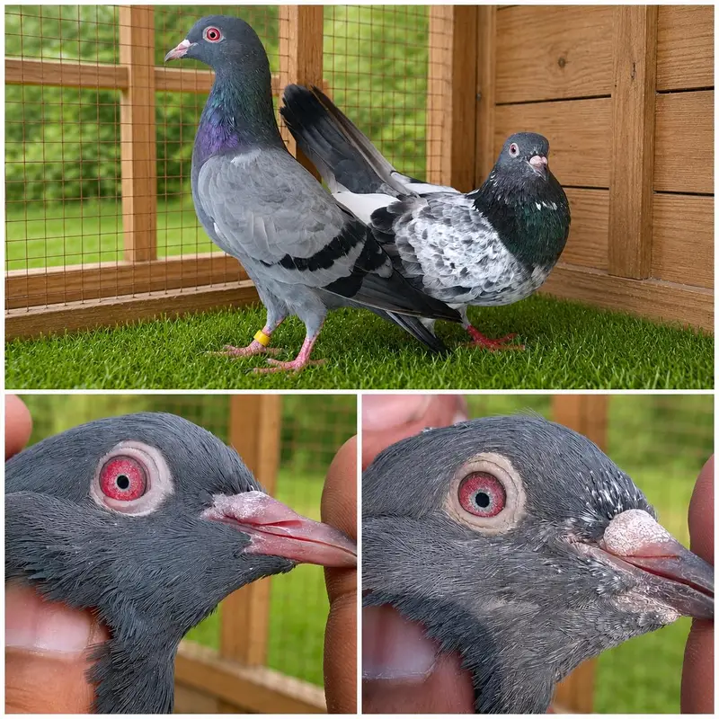 high flyer pigeon Whatsapp 03290705204 — photo 2