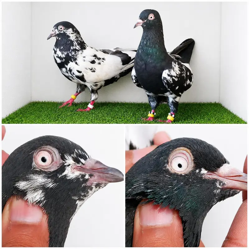 high flyer pigeon Whatsapp 03290705204 — photo 4
