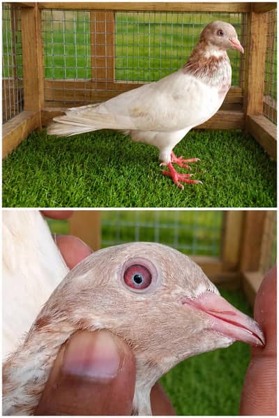 high flyer pigeon Whatsapp 03290705204
