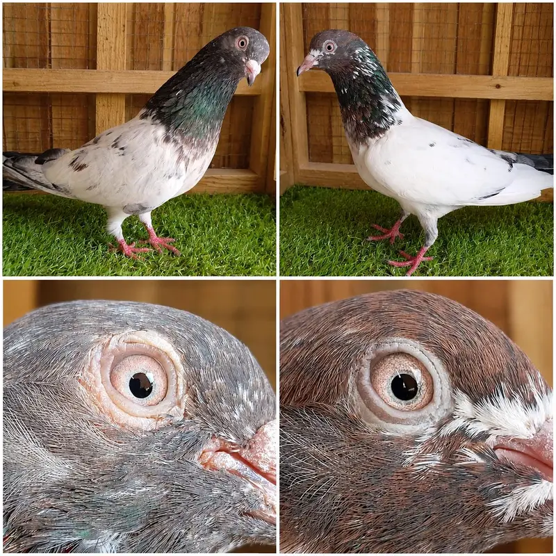 high flyer pigeon Whatsapp 03290705204 — photo 8