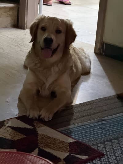 Golden Retriever