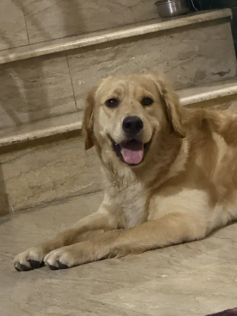 Golden Retriever — photo 2