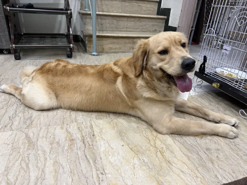 Golden Retriever — photo 3