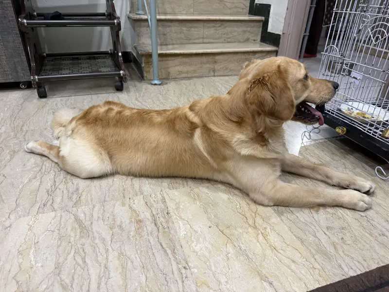 Golden Retriever — photo 4