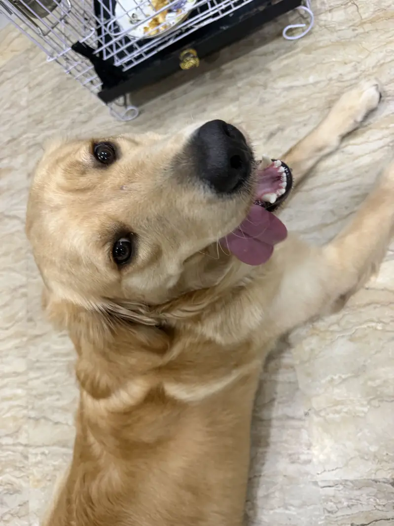 Golden Retriever — photo 5