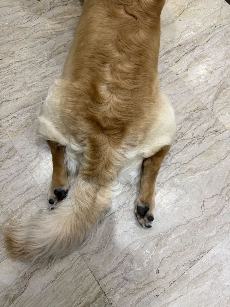 Golden Retriever — photo 6