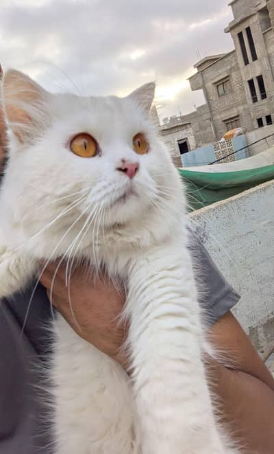 Pure White Female Persian Cat | Breeding Ready | Golden Eyes