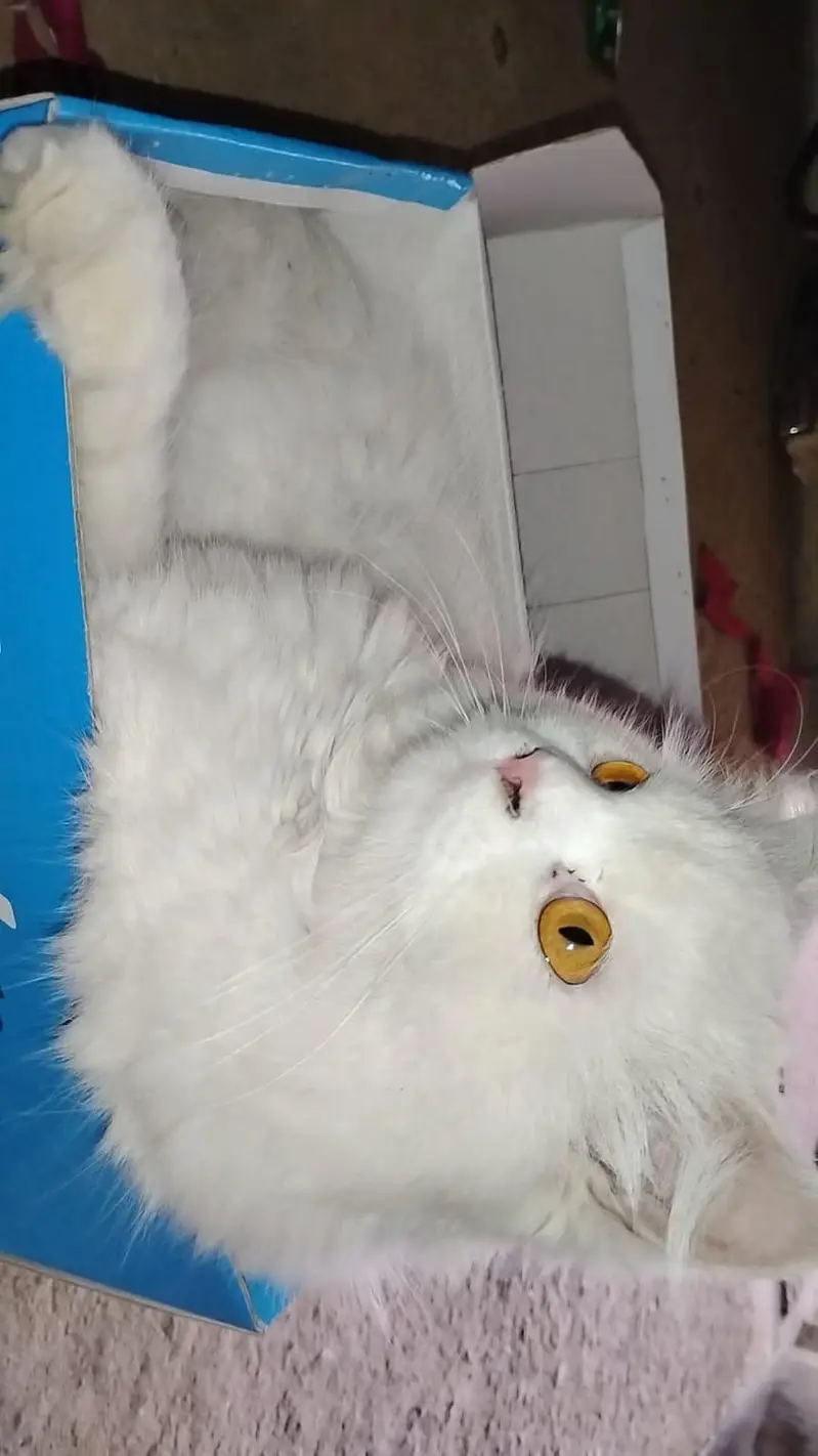 Pure White Female Persian Cat | Breeding Ready | Golden Eyes — photo 3