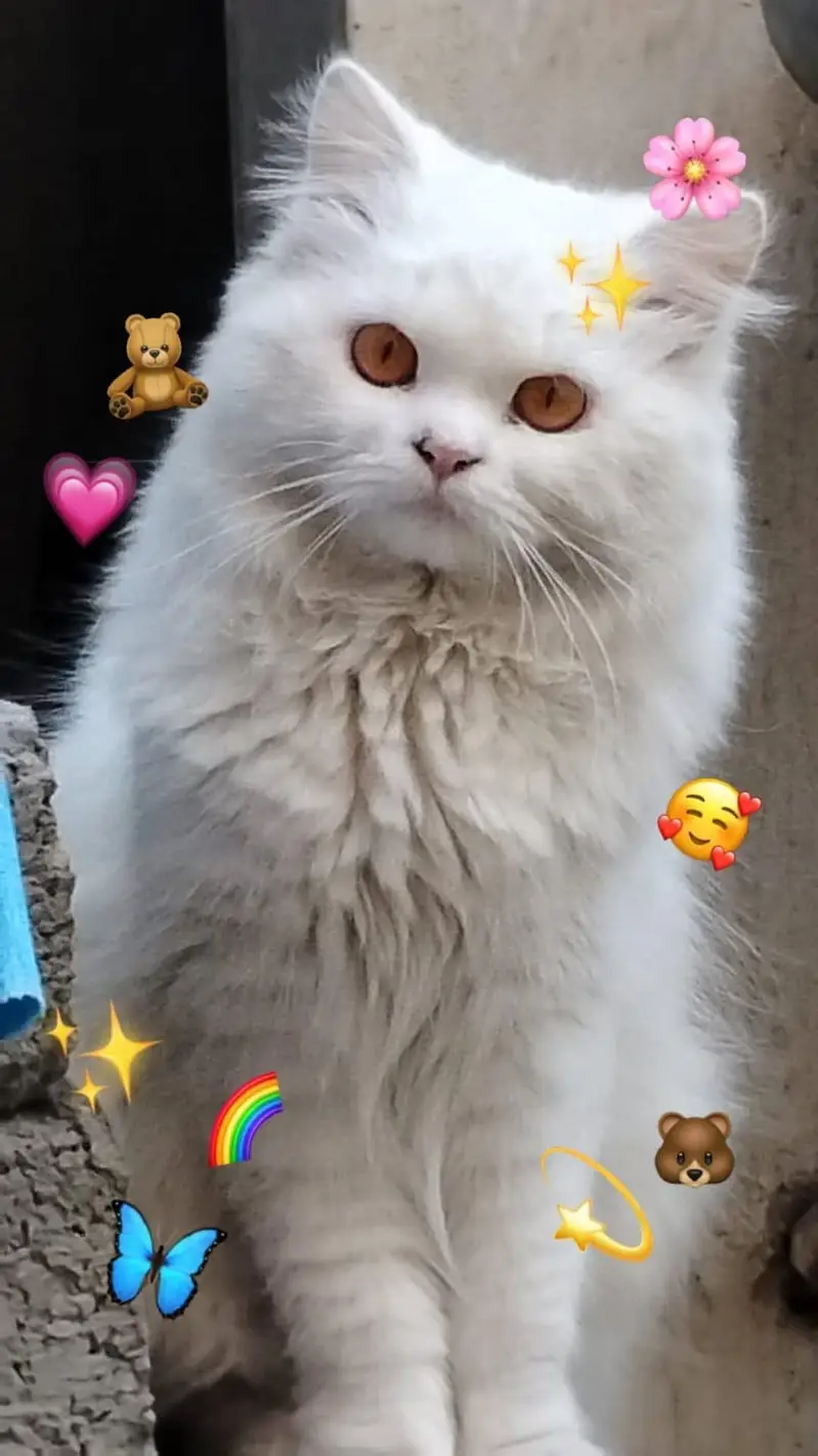 Pure White Female Persian Cat | Breeding Ready | Golden Eyes — photo 4