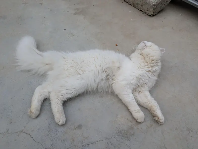 Pure White Female Persian Cat | Breeding Ready | Golden Eyes — photo 5