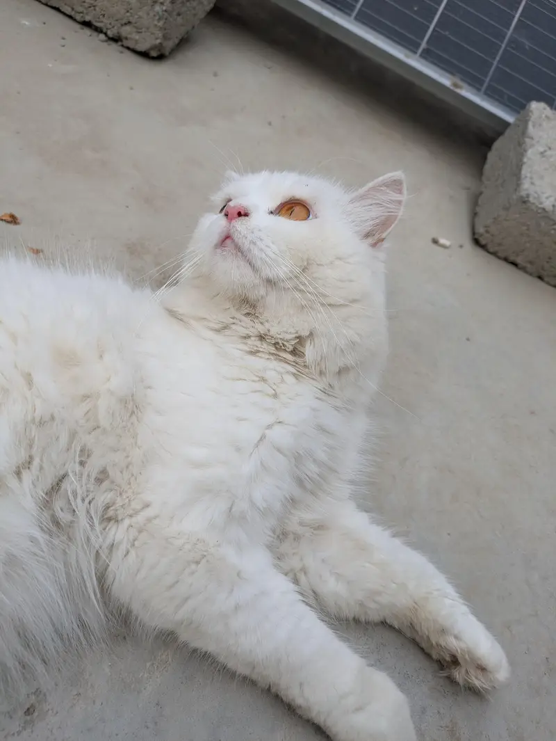 Pure White Female Persian Cat | Breeding Ready | Golden Eyes — photo 6