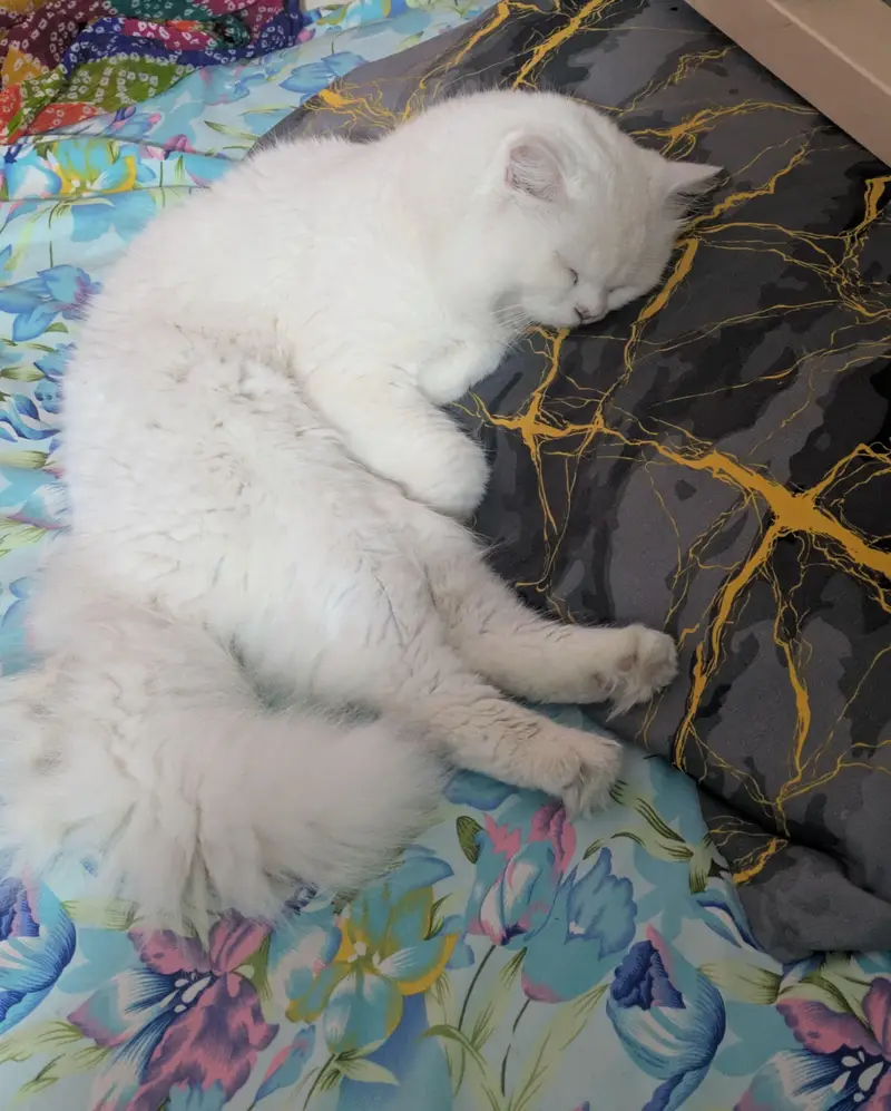 Pure White Female Persian Cat | Breeding Ready | Golden Eyes — photo 8