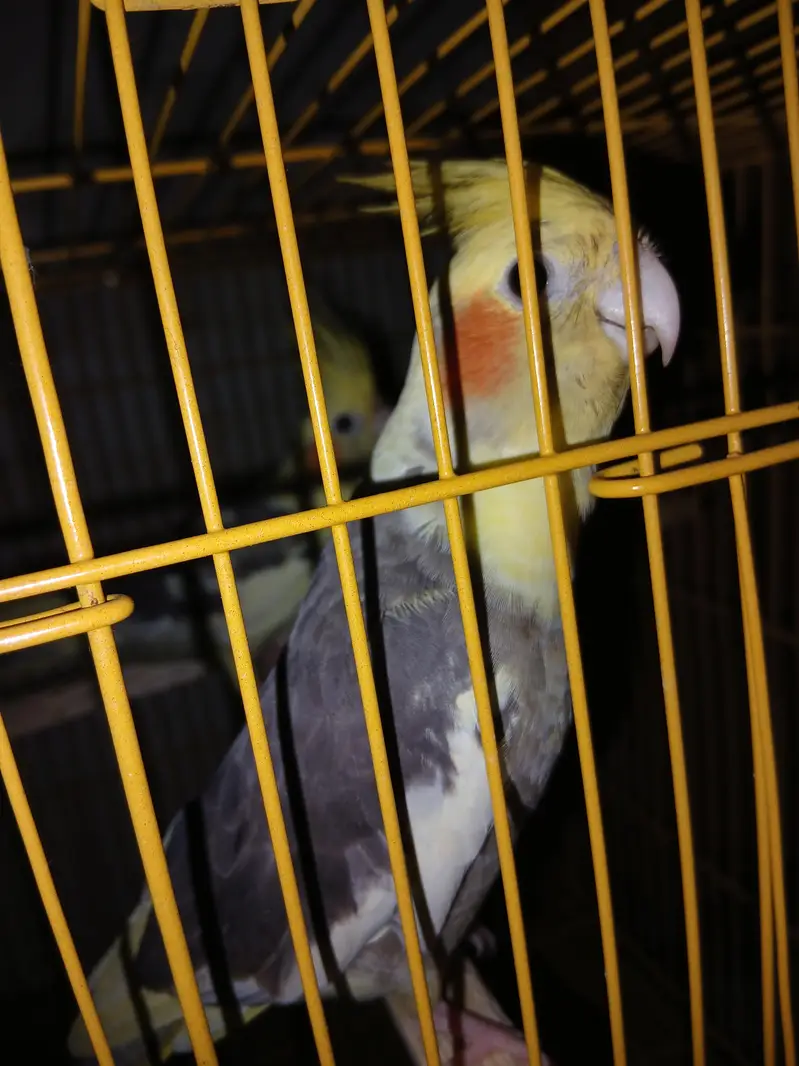 Cocktail jumbo size breeder pair — photo 2