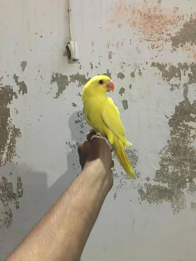 Top Quality Handtame yellow or white Ringneck