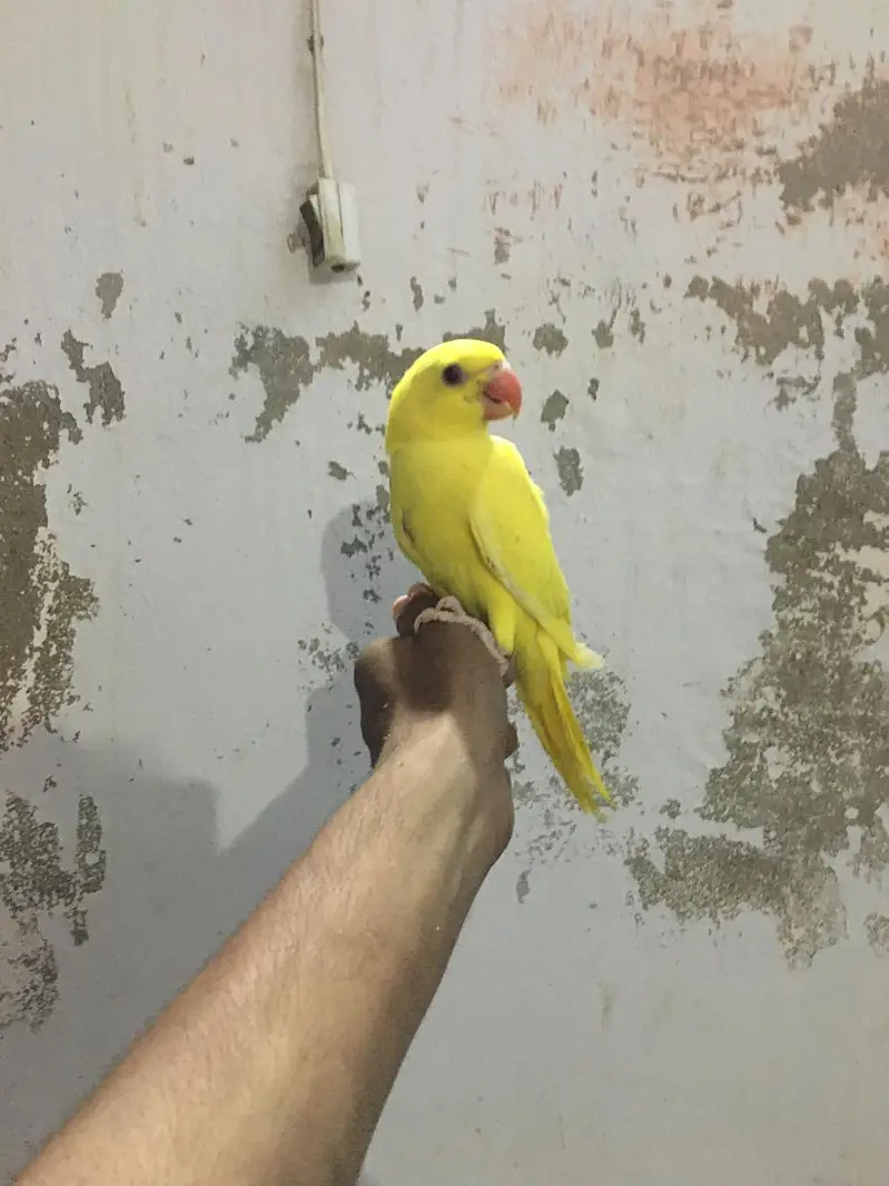 Top Quality Handtame yellow or white Ringneck — photo 3