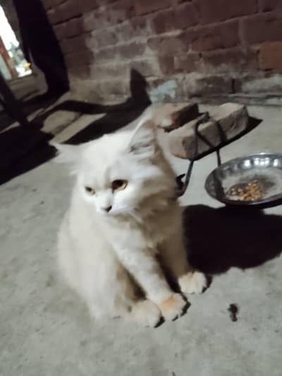 8 Month Old Pure White Persian Cat - Golden Eyes - Lahore