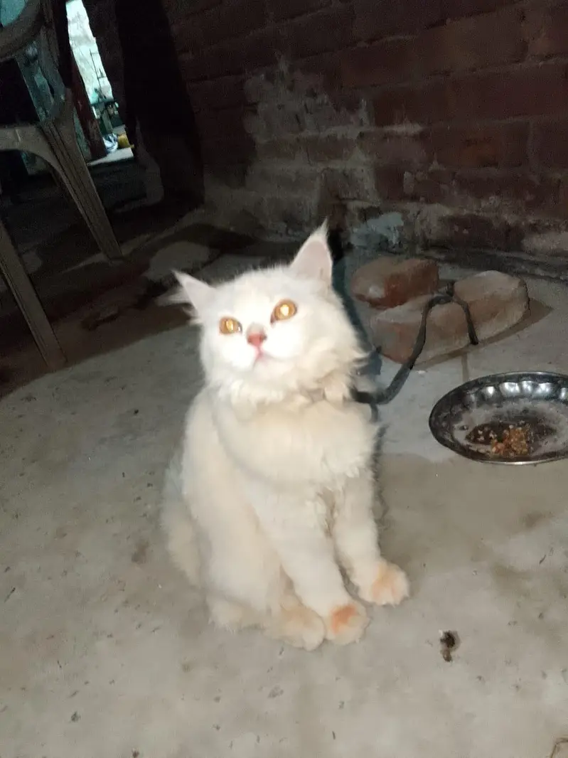 8 Month Old Pure White Persian Cat - Golden Eyes - Lahore — photo 2