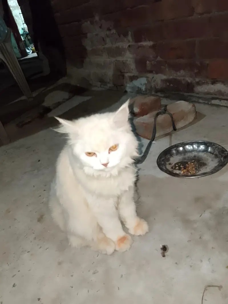 8 Month Old Pure White Persian Cat - Golden Eyes - Lahore — photo 3