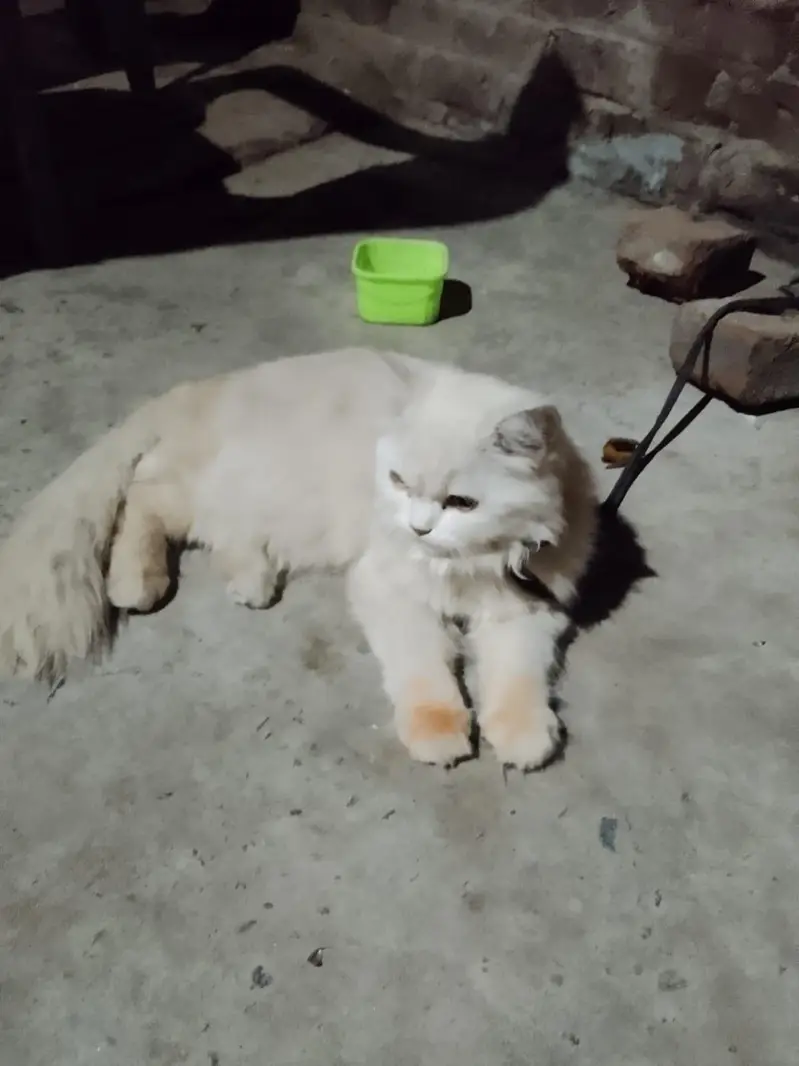 8 Month Old Pure White Persian Cat - Golden Eyes - Lahore — photo 4