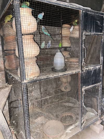 Cages with Budgie parrots 6 pairs with eggs and babies
