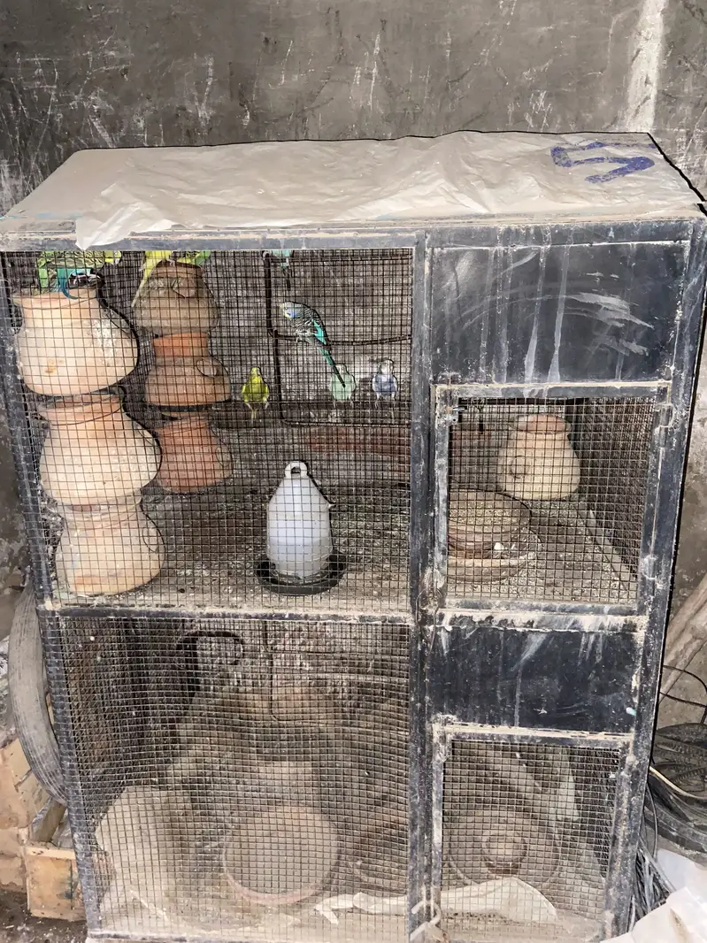 Cages with Budgie parrots 6 pairs with eggs and babies — photo 2