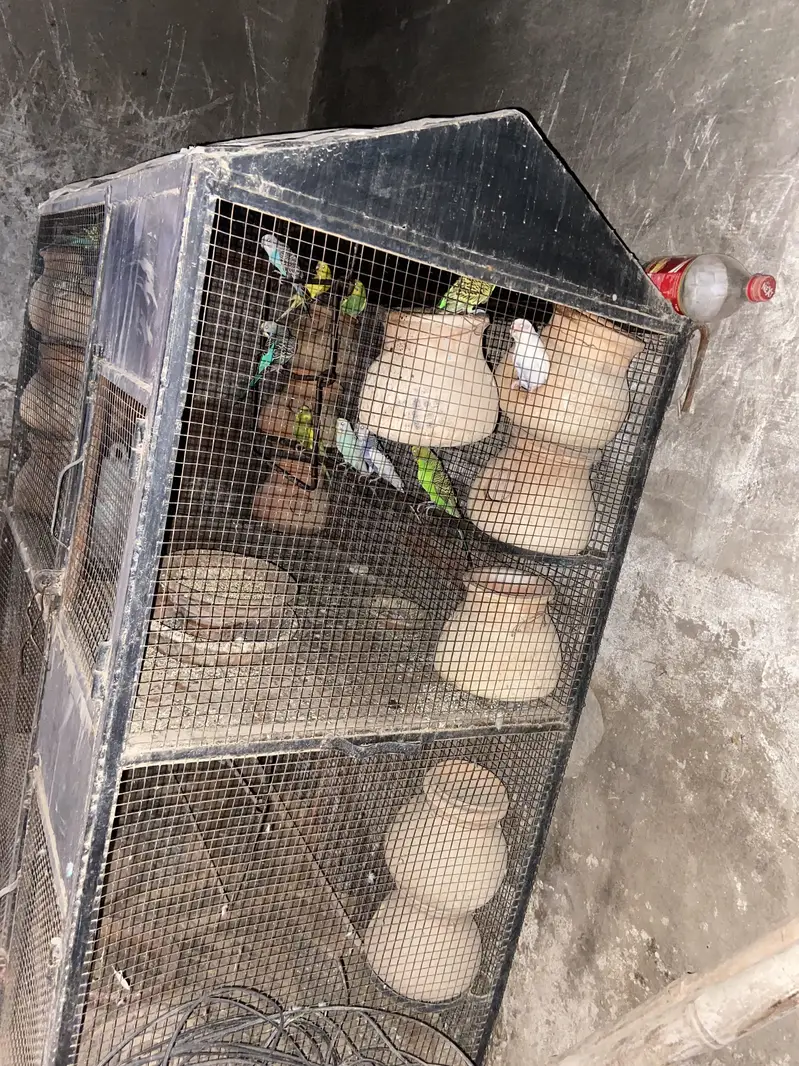 Cages with Budgie parrots 6 pairs with eggs and babies — photo 3