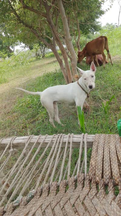 Gultiar Female