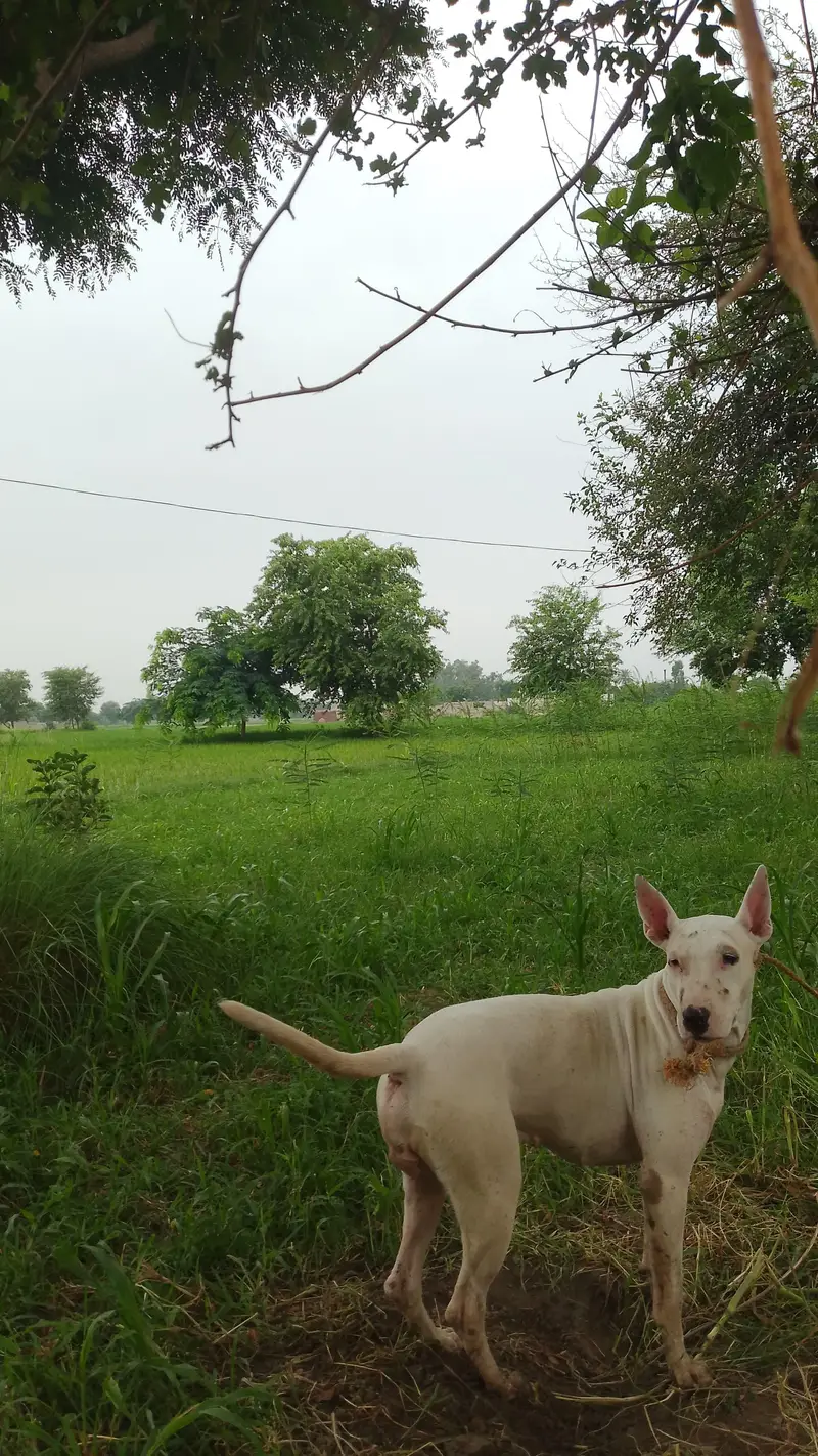 Gultiar Female — photo 2