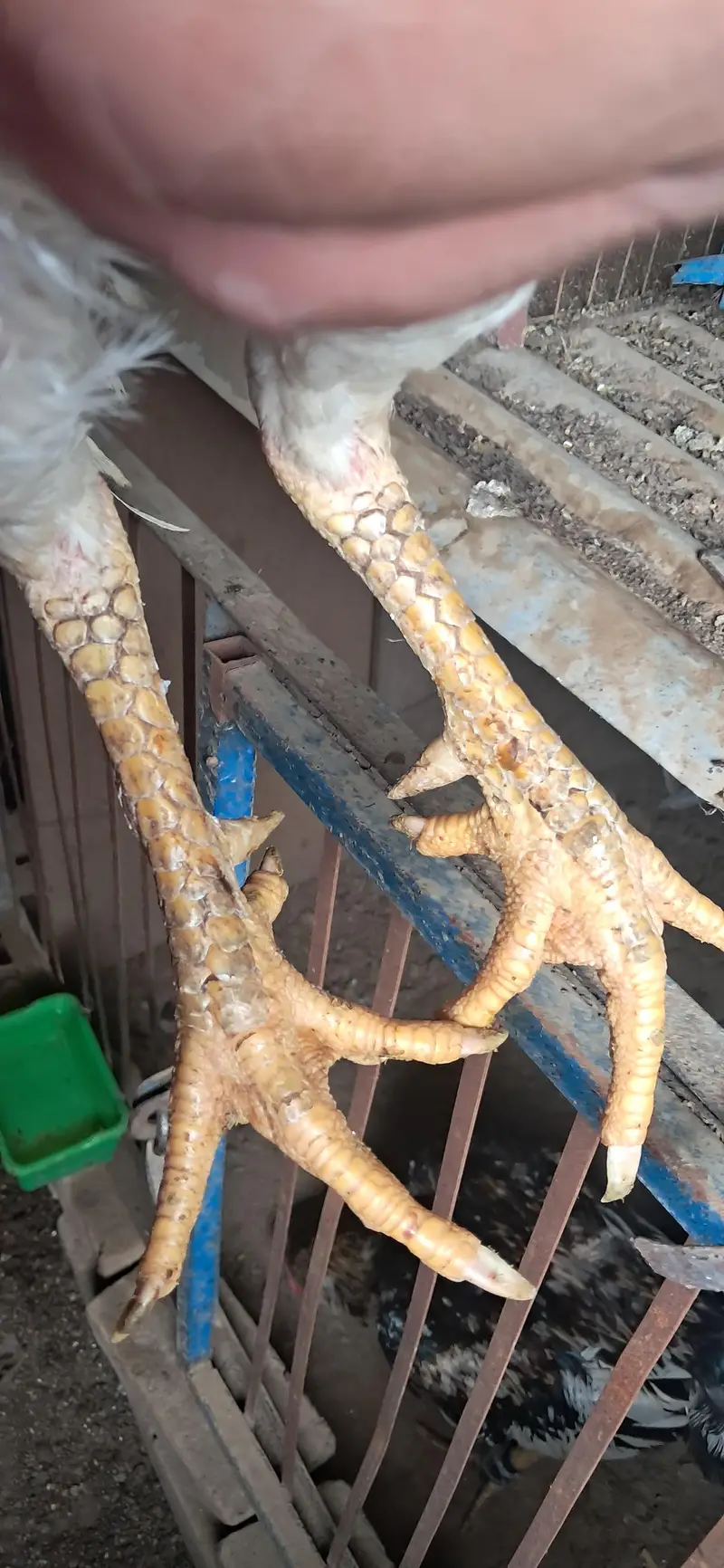 Turkish hint — photo 3