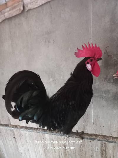 Young And Active Desi Murgay , Black Austrolorp And Golden misri