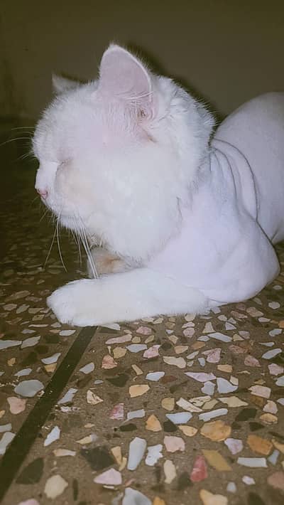 parsion cat