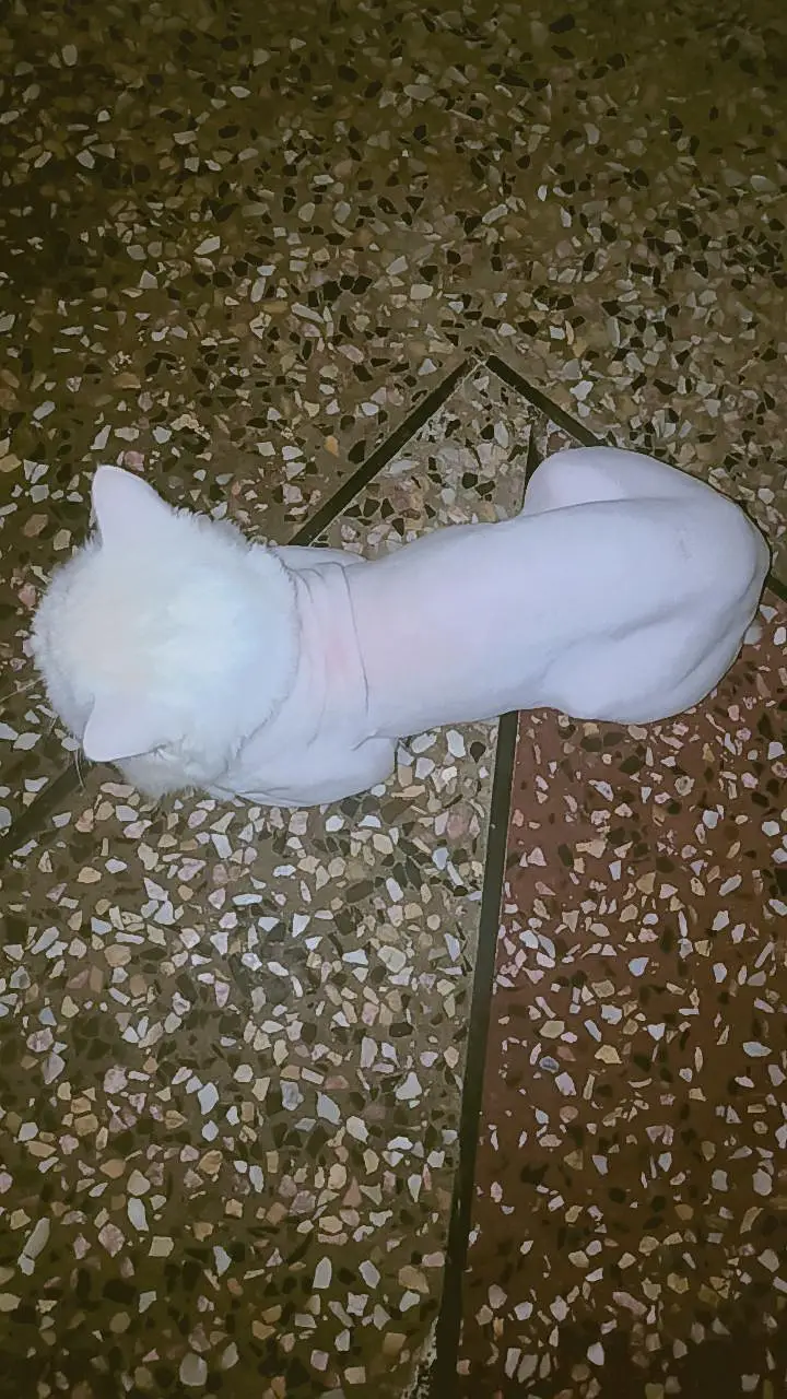 parsion cat — photo 2