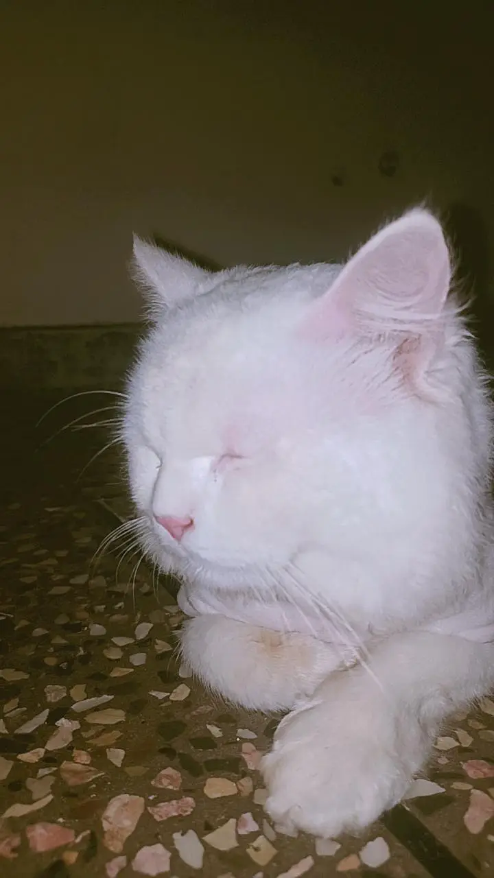 parsion cat — photo 3