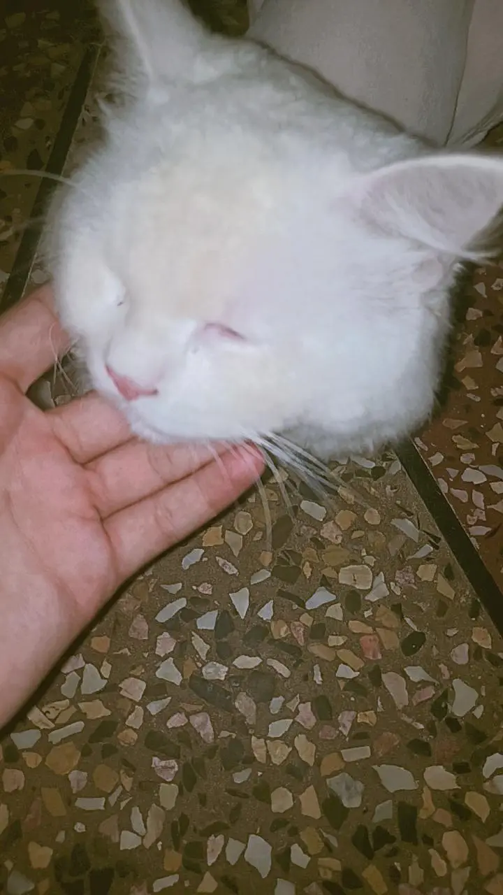 parsion cat — photo 4