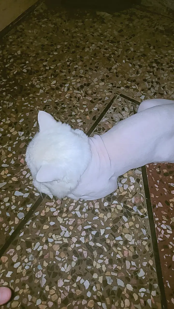 parsion cat — photo 5