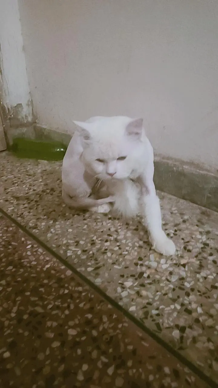 parsion cat — photo 6