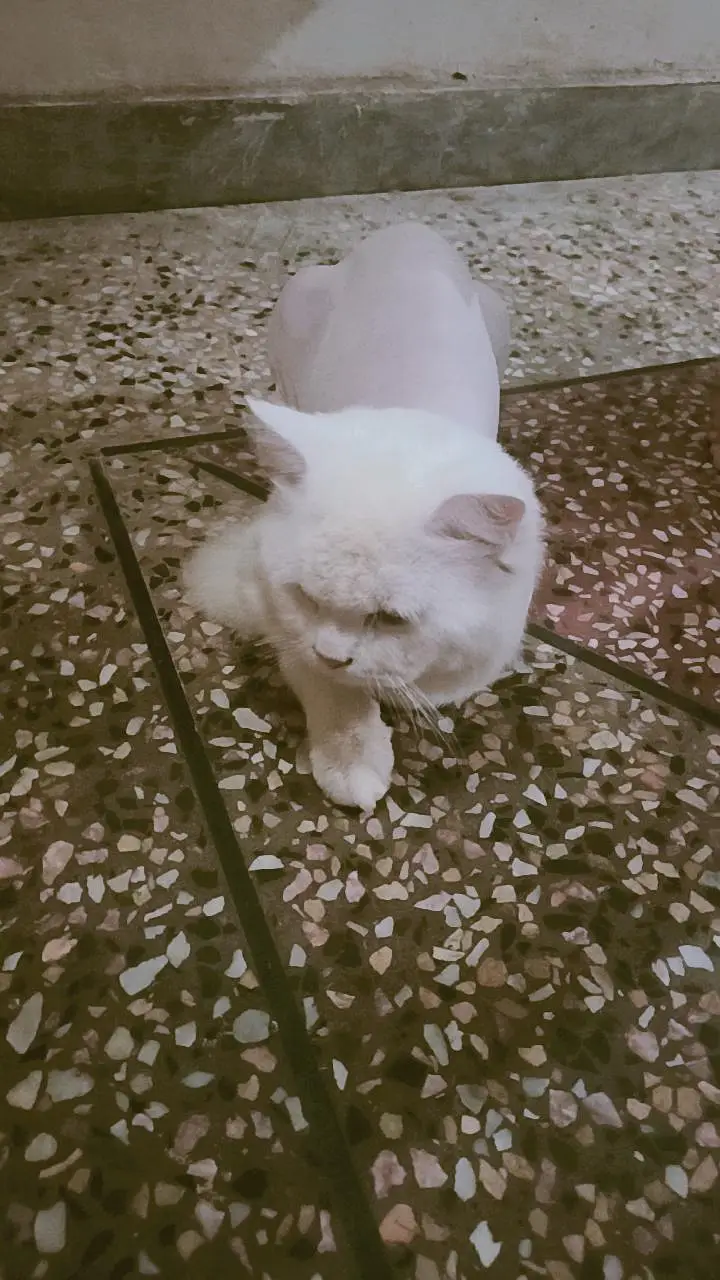parsion cat — photo 7