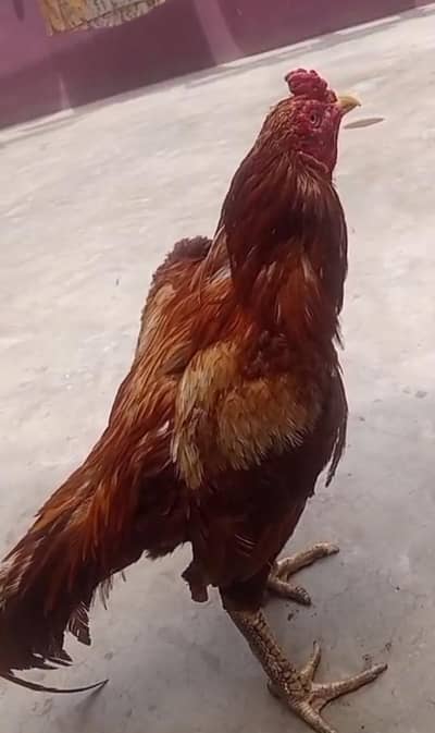 one eyes male breedar or mianwali Madi bhut achi chez hai shoq k lya
