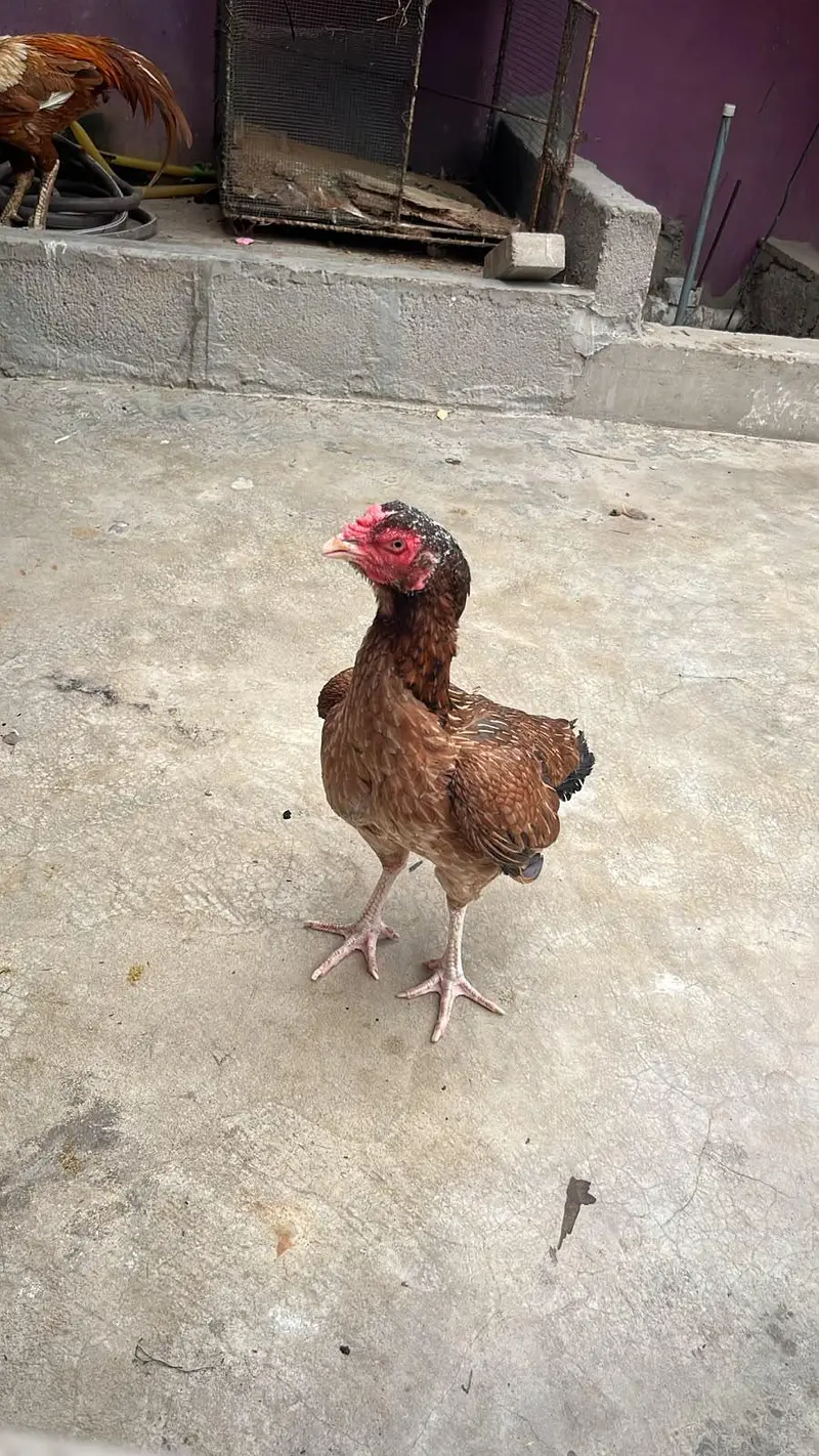 one eyes male breedar or mianwali Madi bhut achi chez hai shoq k lya — photo 5