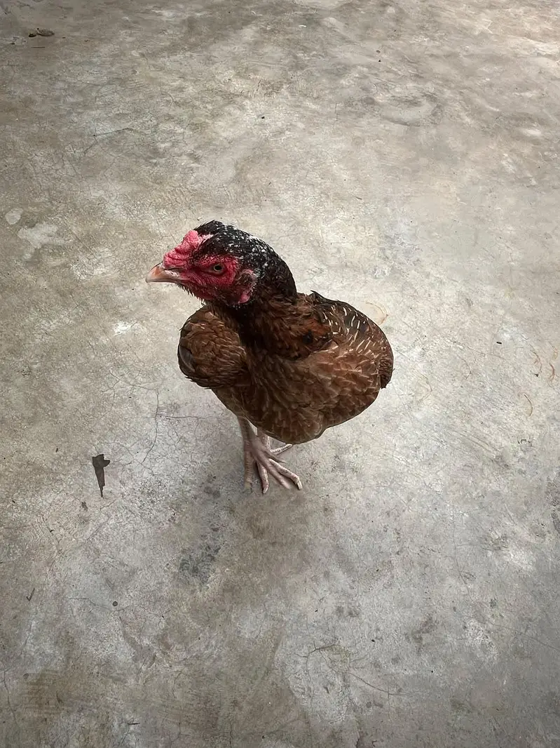one eyes male breedar or mianwali Madi bhut achi chez hai shoq k lya — photo 6