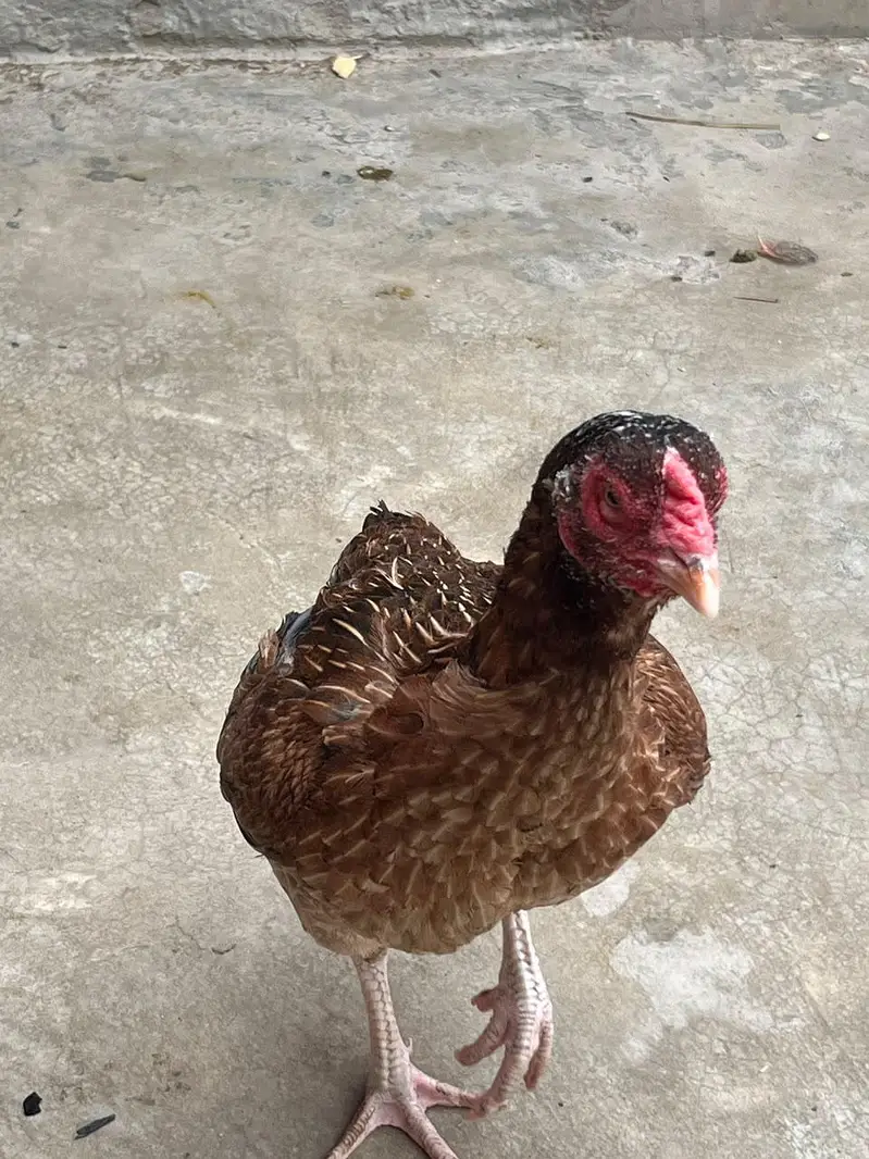 one eyes male breedar or mianwali Madi bhut achi chez hai shoq k lya — photo 7