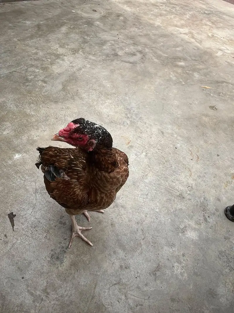 one eyes male breedar or mianwali Madi bhut achi chez hai shoq k lya — photo 8