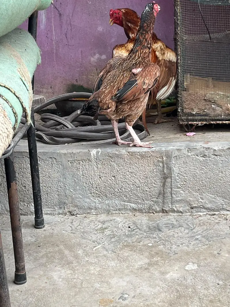 one eyes male breedar or mianwali Madi bhut achi chez hai shoq k lya — photo 9