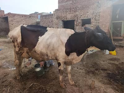 Cow For Sale