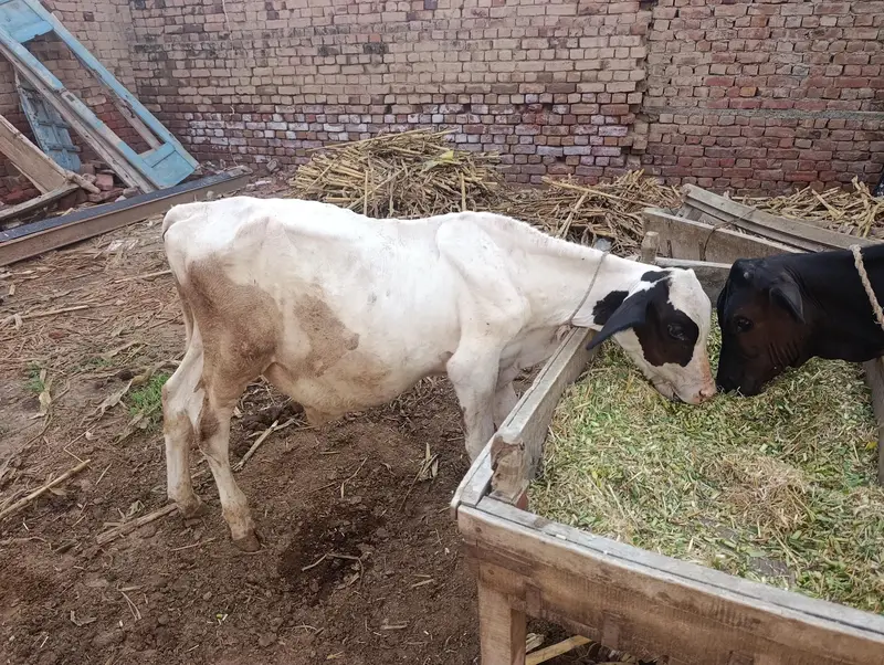 Cow For Sale — photo 2